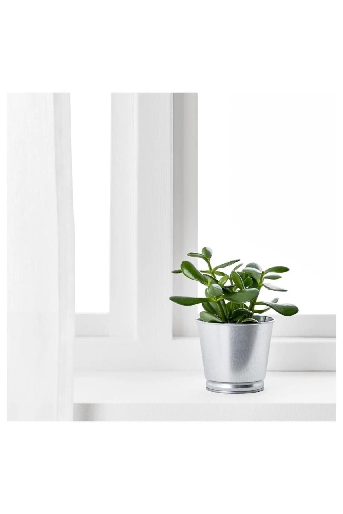 Bıntje Galvanizli Çelik Saksı - 9 Cm X 3 Adet