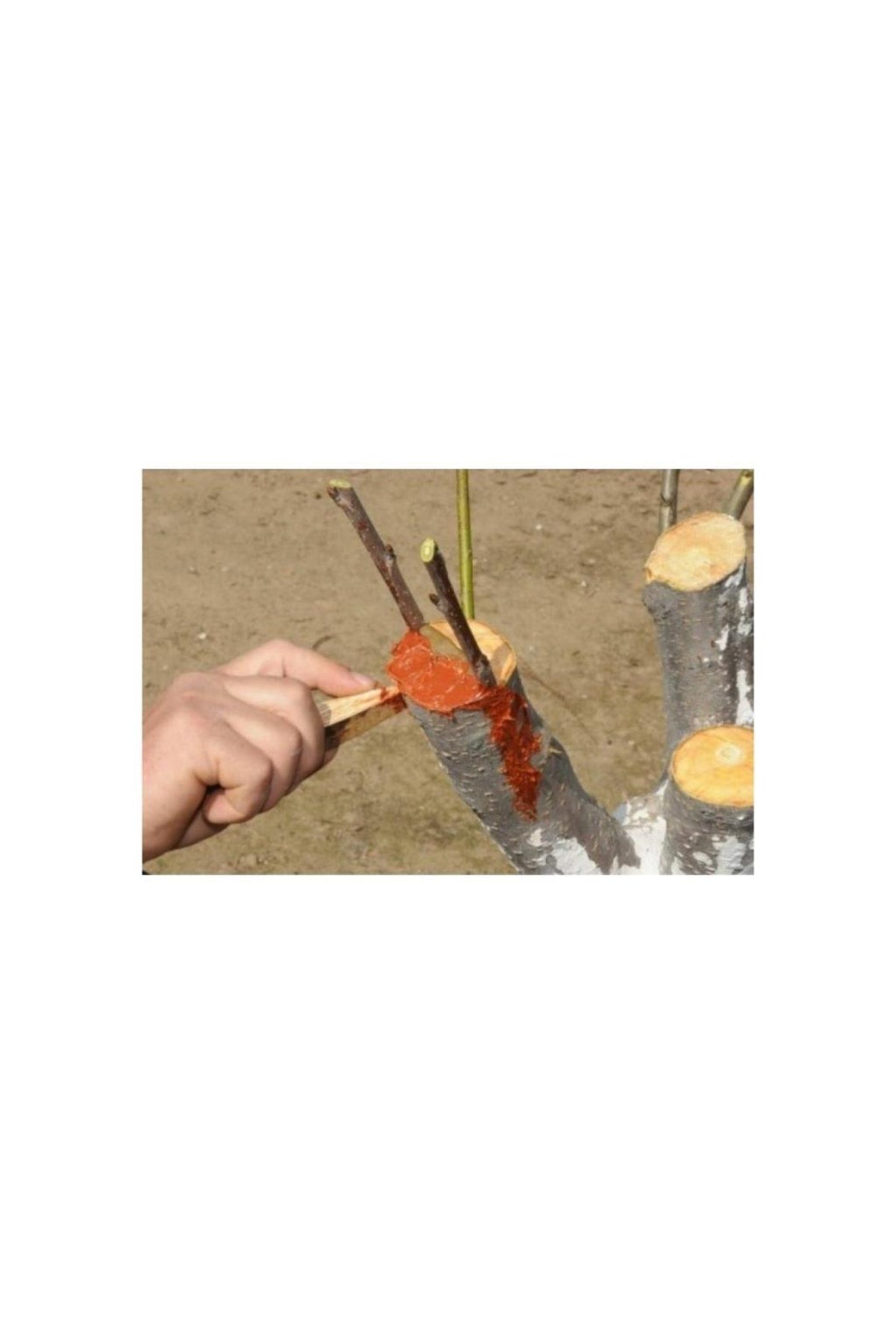 Bayram Aşı Bıçağı 22 Cm + Aşı Macunu Ceviz Aşısı (2'li Paket)