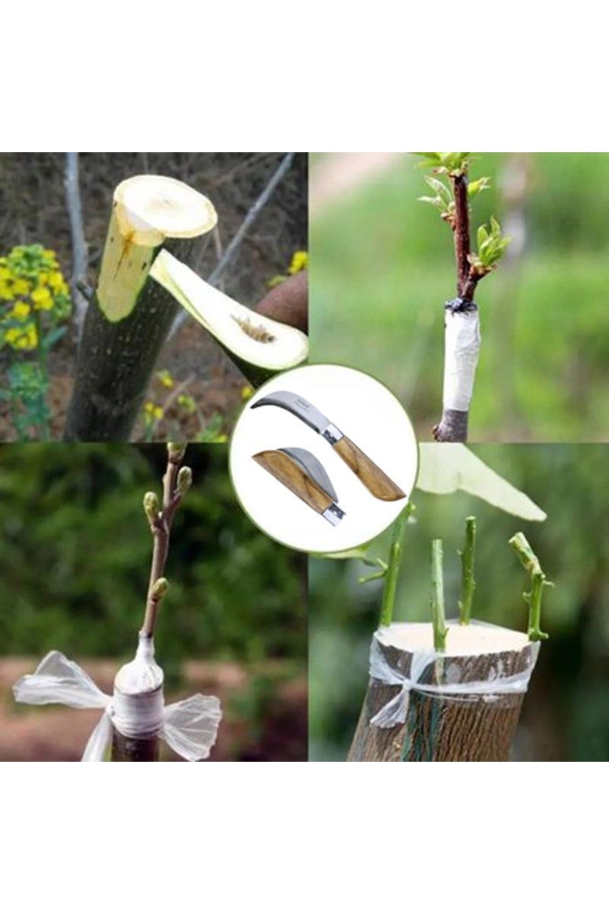 Bayram Aşı Bıçağı 22 Cm + Aşı Macunu Ceviz Aşısı (2'li Paket)